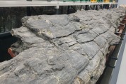 포항 금광리 신생대 나무화석’ 나무화석 중 국내 최초로 천연기념물 지정